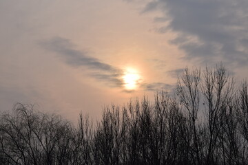 Fototapeta na wymiar Cloudy sky with sun above leafless trees
