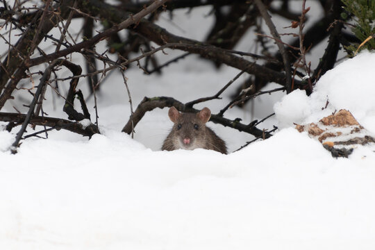 Rat in the snow. Animals in the wild.