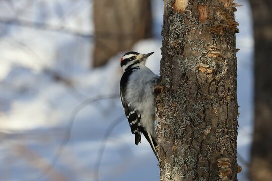 Image of a Hairy Woodpecker searching for food on a small Red Pine at Lake Laurentian Conservation.