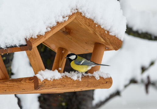 Great tit looking for food in birdhouse covered with snow in winter