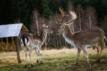 Deer and a doe looking at each other in a picturesque field, surrounded by lush greenery