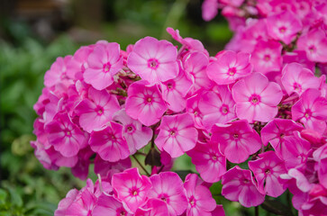 Obraz premium Beautiful pink phlox flowers in the garden