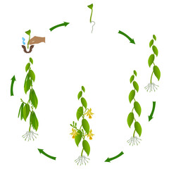 A growth cycle of vanilla planifolia plant on a white background.