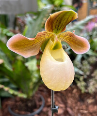 orchid, Orchidee, lady's slipper