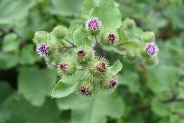 Big burdock, Arctium, lappa