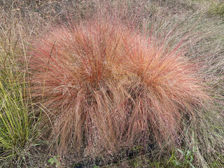 Grass, Sporobolus heterolepis