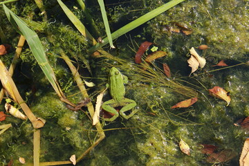 frog in the water