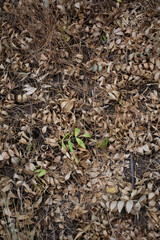 ground foliage florest texture closeup 