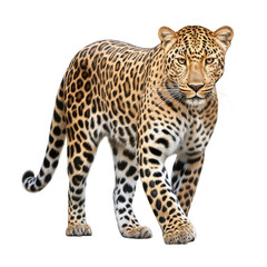 leopard in front of white