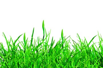 Fototapeta premium Spring green grass isolated on white background