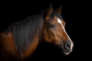 portrait of a bay Arab horse on a black background.
