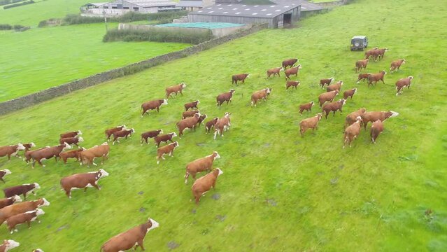 Drone footage of a herd of brown cows chasing after their farmer's vehicle in a field in Lancashire, UK just before feeding. All filming completed with the farmer's permission