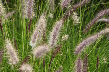 Pennisetum, Afrikanisches