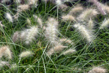 Pennisetum, white, cenchrus longisetus