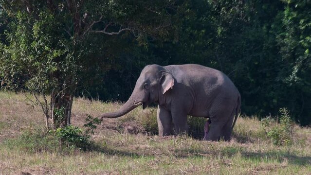 Facing to the left under the tree while moving its trunk and its male genital extended, Indian Elephant Elephas maximus indicus, Thailand