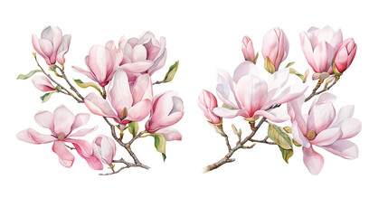 Watercolor spring blooming magnolia tree branches clipart, isolated illustration on white background - 718053730