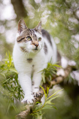 Tabby and white cat in a tree.