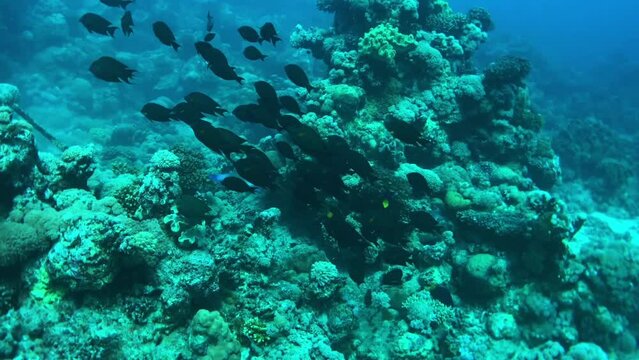 damsel fishes in the coral reef