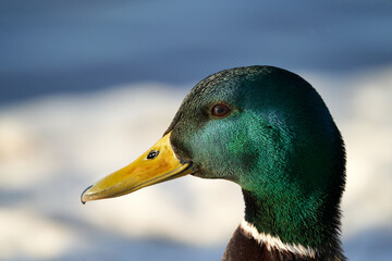Greenhead mallard (ANAS PLATYRHYNCHOS) duck closeup portrait