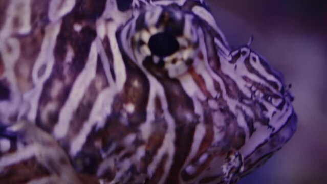 Immerse in the underwater world with this extreme close-up tracking shot of a lionfish, capturing its majestic and graceful journey through the ocean.