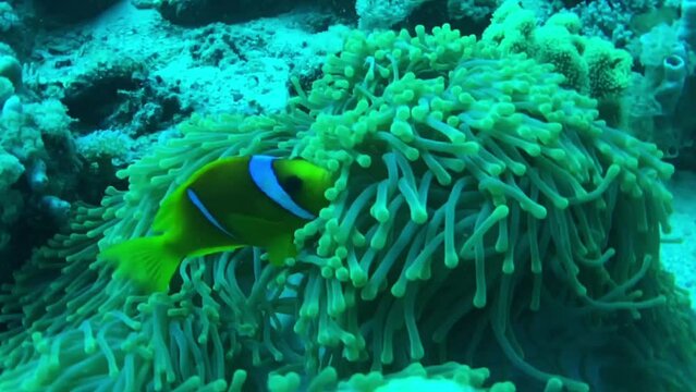 coral reef with clownfish