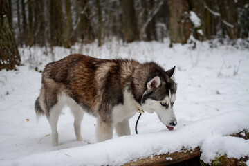 Young Siberian husky in the snow