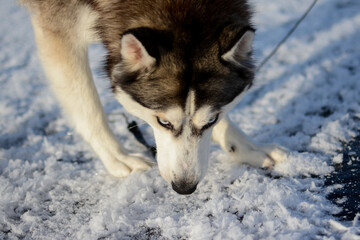Young Siberian husky in the snow