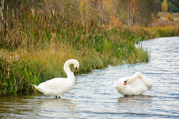 Two white swans bathed on the shore of the lake.