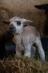 Naklejka na ściany i meble Baby lamb stood next to mother sheep, speckled face lamb. 