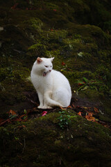 Uroczy biały kot ziewa stojąc na mchu w parku leśnym na wyspie Madera. A cute white cat yawns while standing on the moss in a forest park on the island of Madeira.
