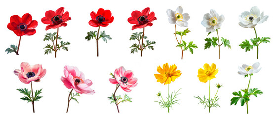 Set of anemone cathayensis flower and cosmos bloom flower isolated on white