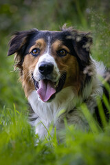 Tri colour border collie dog. Happy dog with his tongue out looking forward. Dog laying down in a grassy field. Brown, black and white dog.