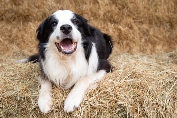 Black and white border collie laying on straw on a farm. dog looking forward.