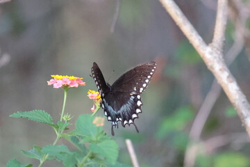 Papillon noir