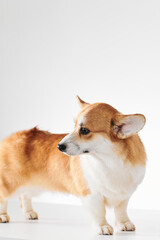 Pembroke Welsh Corgi portrait isolated on white studio background with copy space, purebred dog