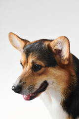 Pembroke Welsh Corgi portrait isolated on white studio background with copy space, purebred dog