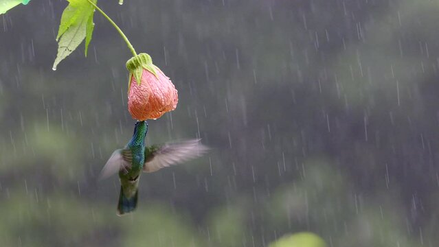 Green Violetear (Colibri thalassinus) feeding on a Abutilon pictum flower in heavy rain. Costa Rica