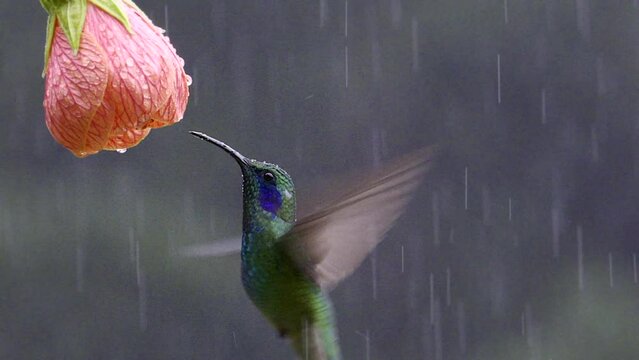 Green Violetear (Colibri thalassinus) feeding on a Abutilon pictum flower in heavy rain. Costa Rica