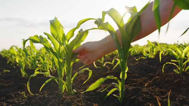 Hand of woman gently touches young green corn sprouts summer sunset slow motion slide back against blue sky. Sun's rays are wheat plant. Agronomy Relax. Agro farm. Eco Agriculture