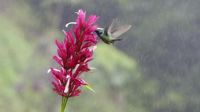 Green Violetear (Colibri thalassinus) feeding on a Abutilon pictum flower in heavy rain. Costa Rica