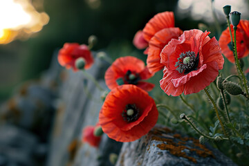 Obraz premium Red poppies placed on gravestones or memorial sites, signifying the remembrance of those who gave their lives in service.