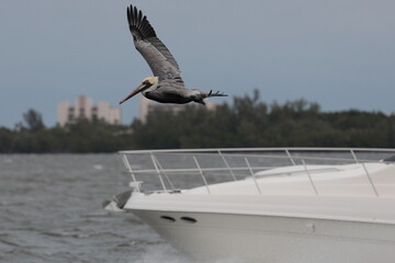Pelican qui survol un bateau