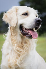 Portrait of a happy Golden Retriever dog.