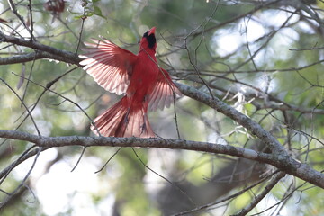 Cardinal rouge en vol