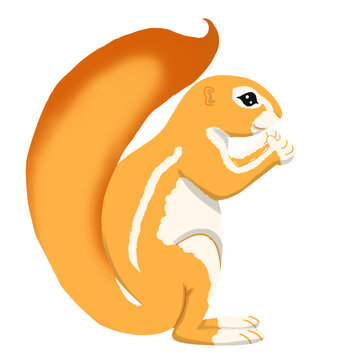 african squirrel xerus animal vector isolated