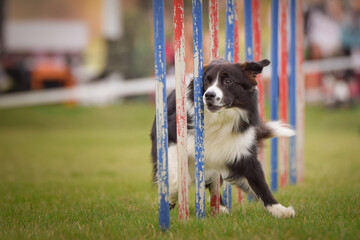 Dog is running slalom on his agility training on agility summer camp czech agility slalom.