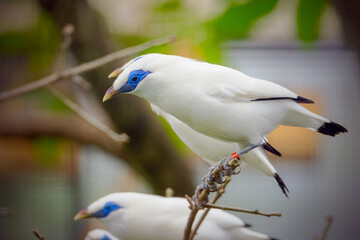 a beautiful white bird named Bali starling typical of Indonesia