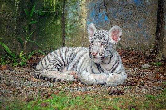 White Tiger, panthera tigris, Portrait of Cub