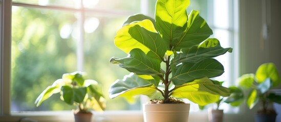 The fiddle leaf fig houseplant, placed in a pot near the window to soak up the bright, indirect light, would be considered beautiful, if not for the presence of a large yellowing leaf.  - obrazy, fototapety, plakaty