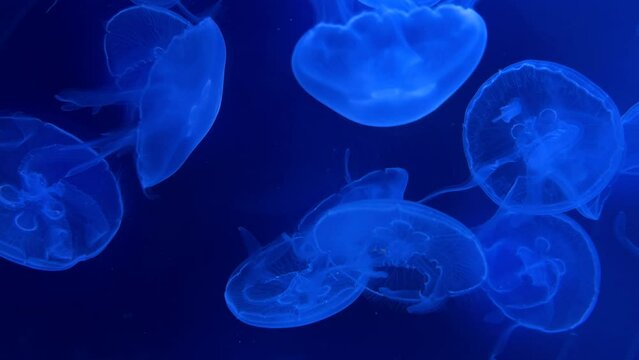 Blurry Colorful Jellyfishes floating on waters. Blue Moon jellyf